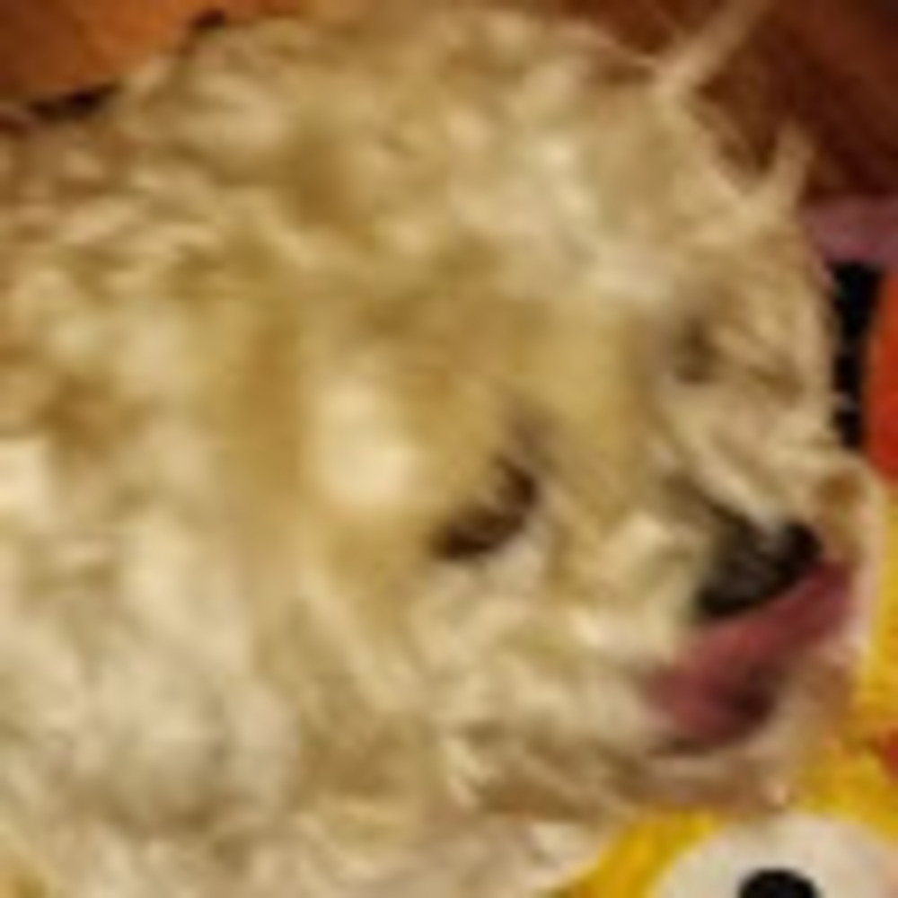 Meet your Posher, Zan